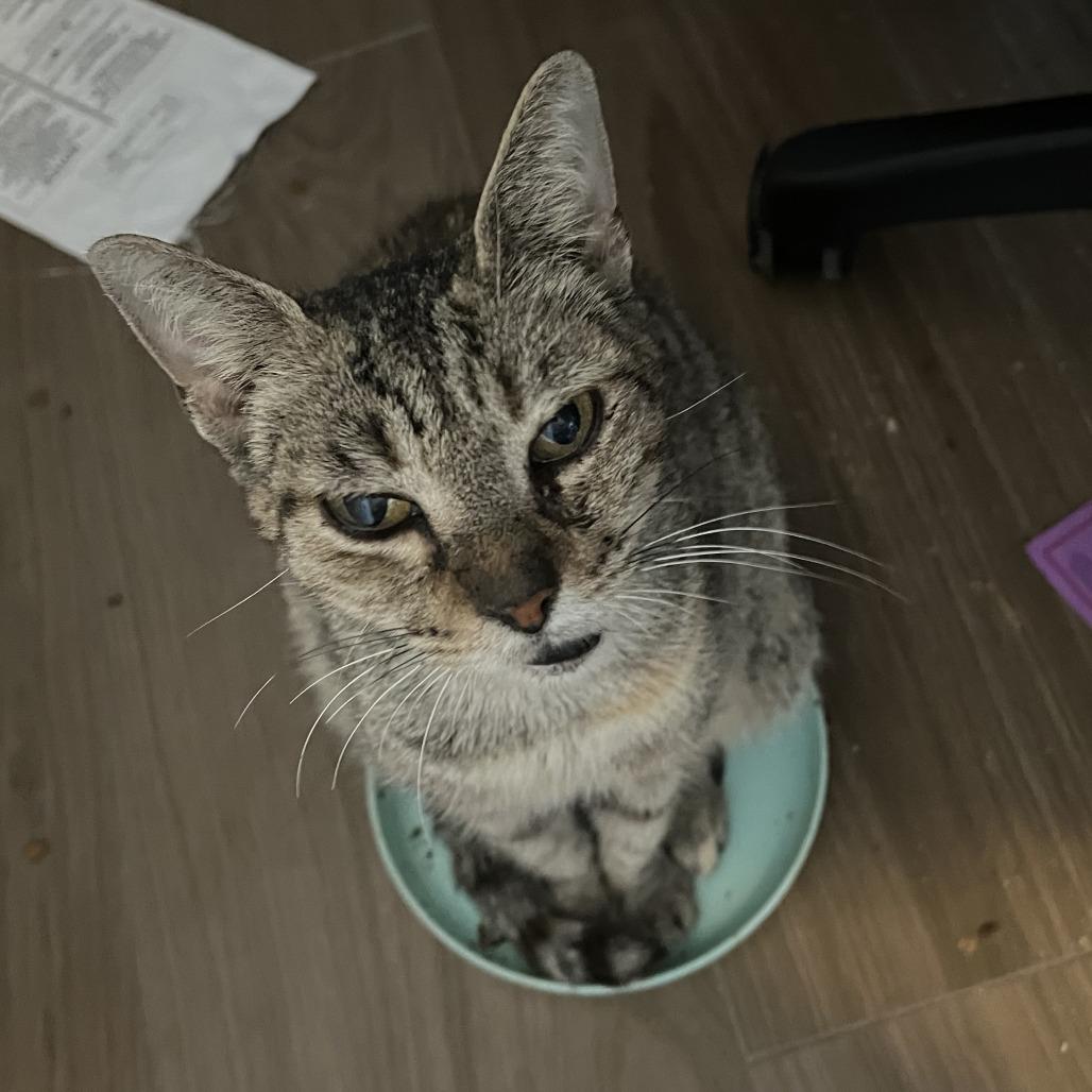 Enlarge Maryanne, a Adoptable Domestic Short Hair in Jupiter, FL image 6/6