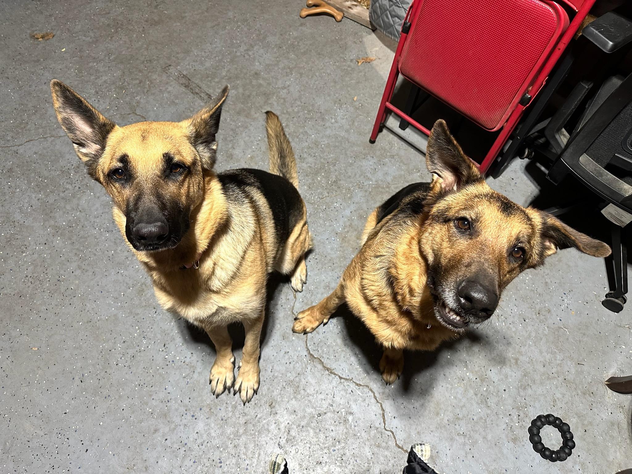 Gus & Greta (Bonded Pair), adopted, Adult Male German Shepherd Dog.