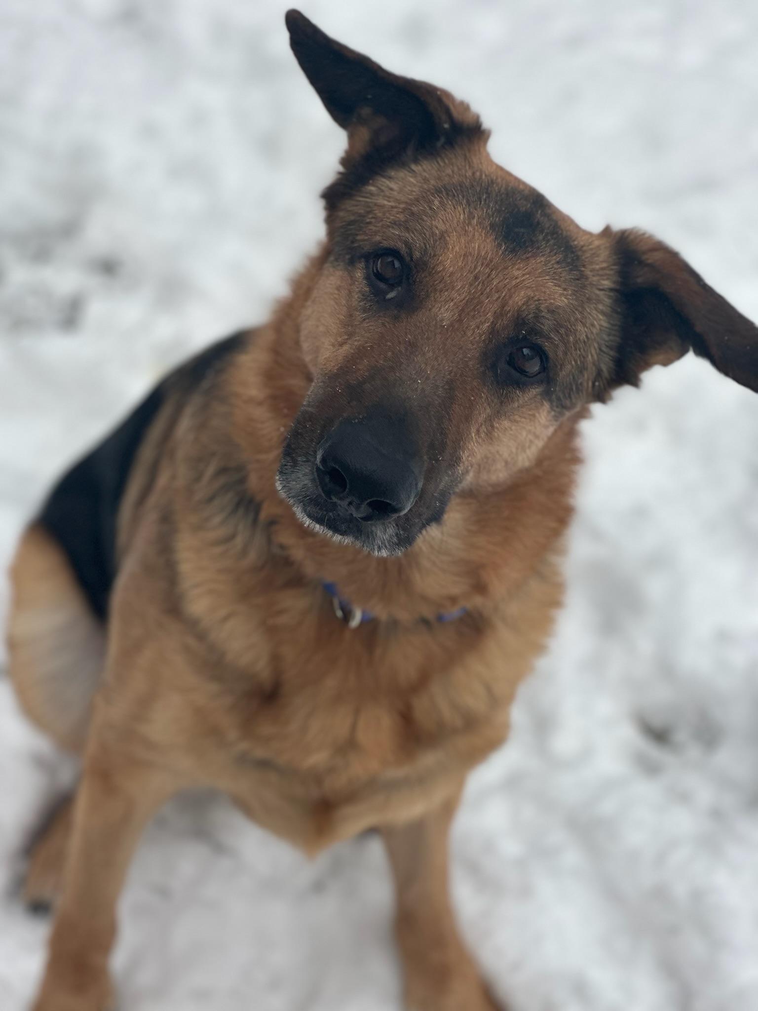 Enlarge Gus & Greta (Bonded Pair), an adopted German Shepherd Dog in Frankenmuth, MI image 2/5