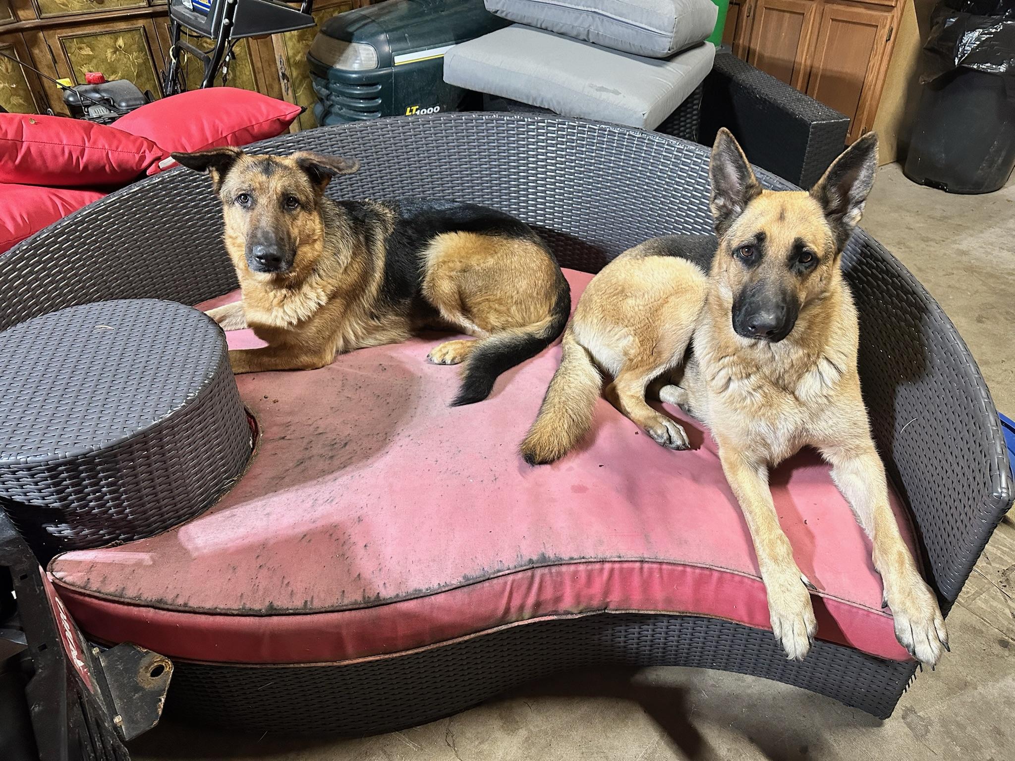 Enlarge Gus & Greta (Bonded Pair), an adopted German Shepherd Dog in Frankenmuth, MI image 4/5