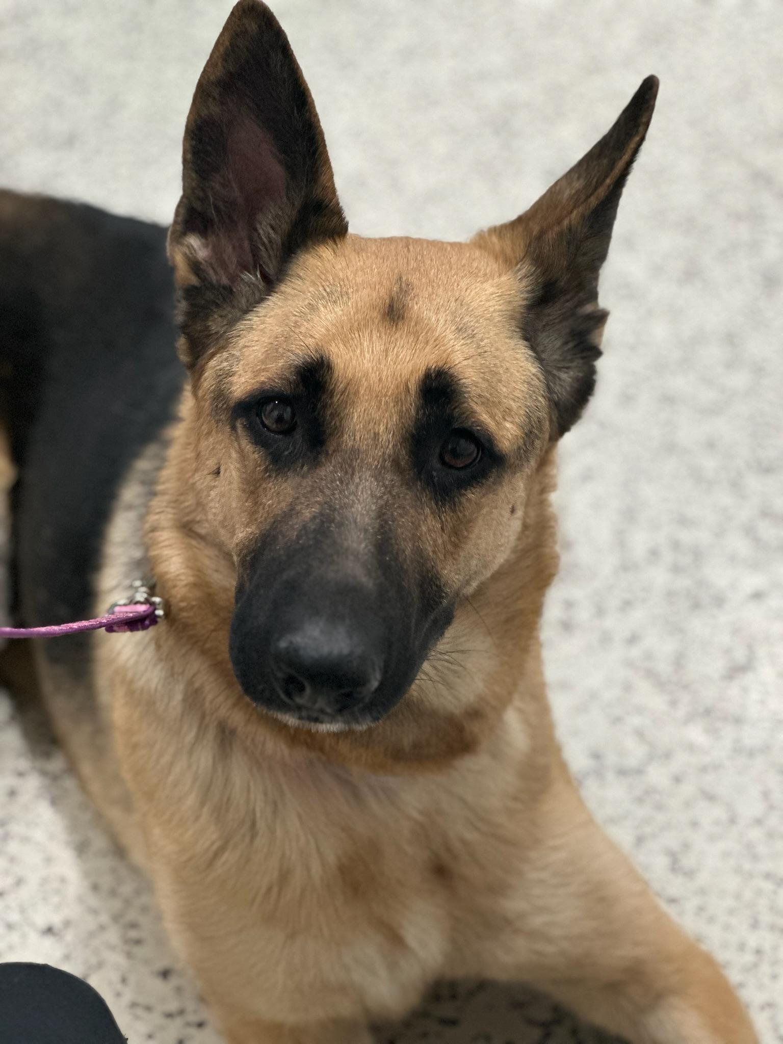 Enlarge Gus & Greta (Bonded Pair), an adopted German Shepherd Dog in Frankenmuth, MI image 5/5