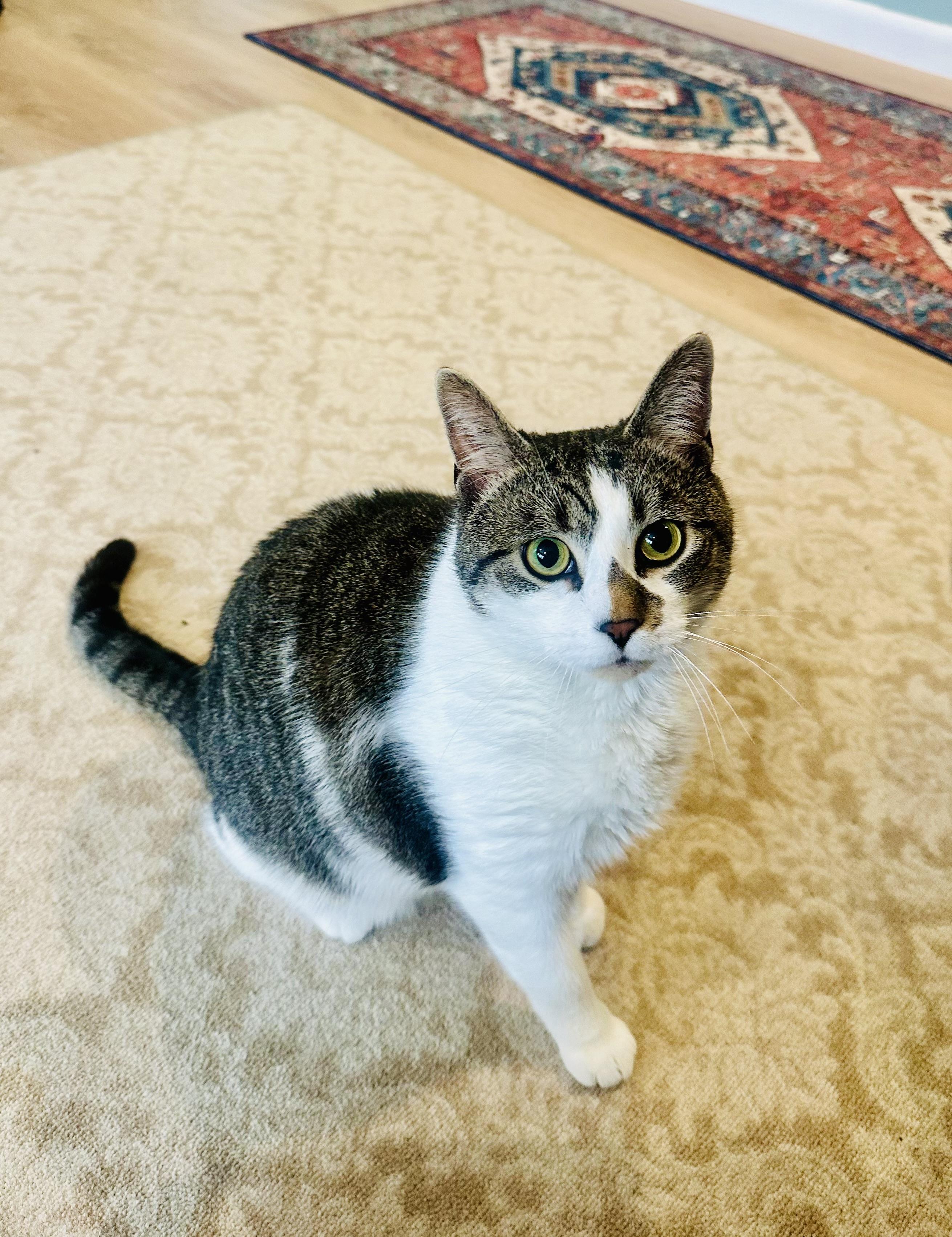 Lionel, ADOPTABLE, Adult Male Domestic Short Hair.