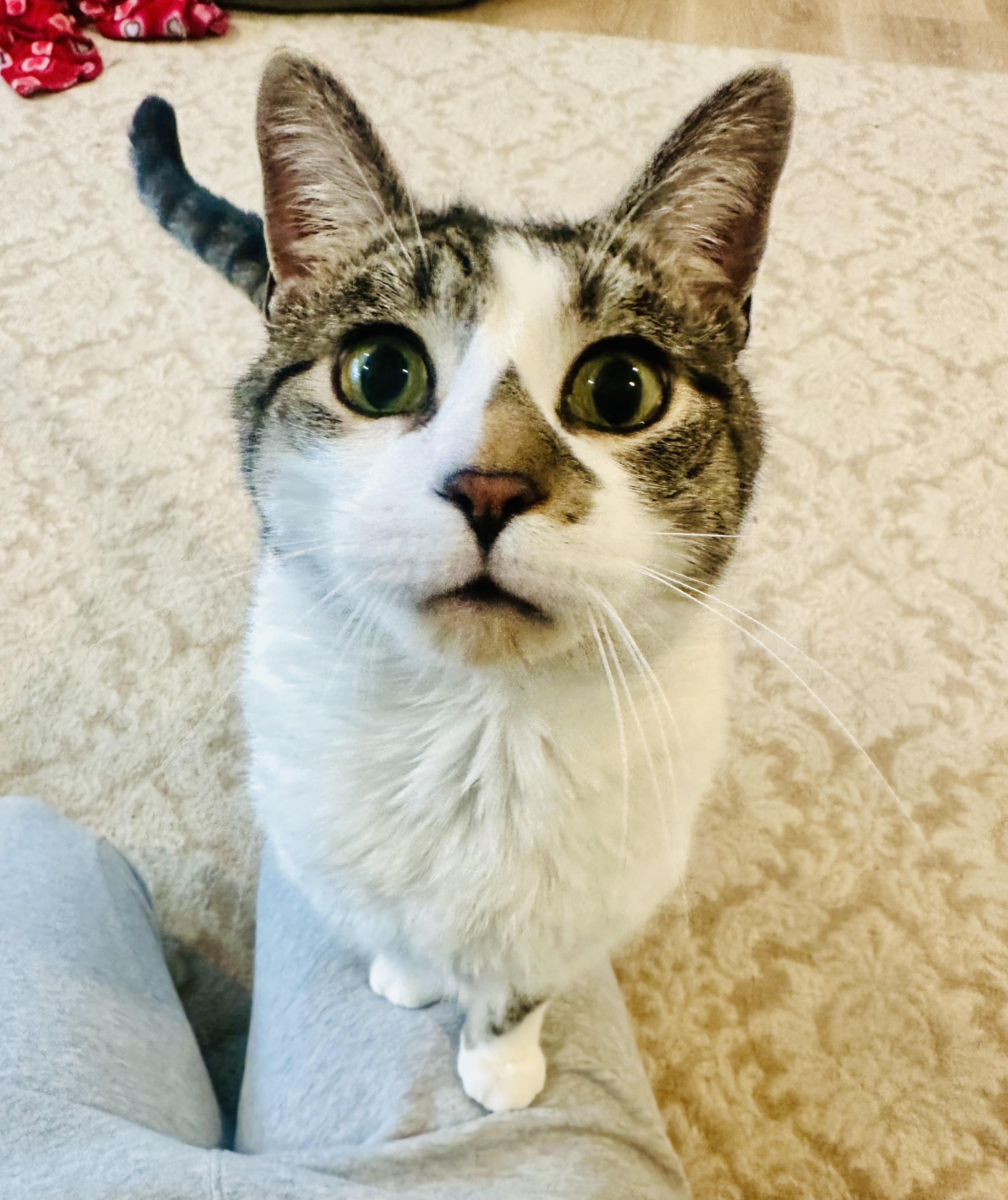 Enlarge Lionel, a ADOPTABLE Domestic Short Hair in Troy, NY image 2/2