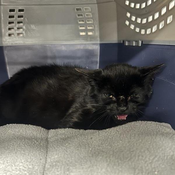 Enlarge Flan, a Adoptable Domestic Short Hair in Salt Lake City, UT image 1/1