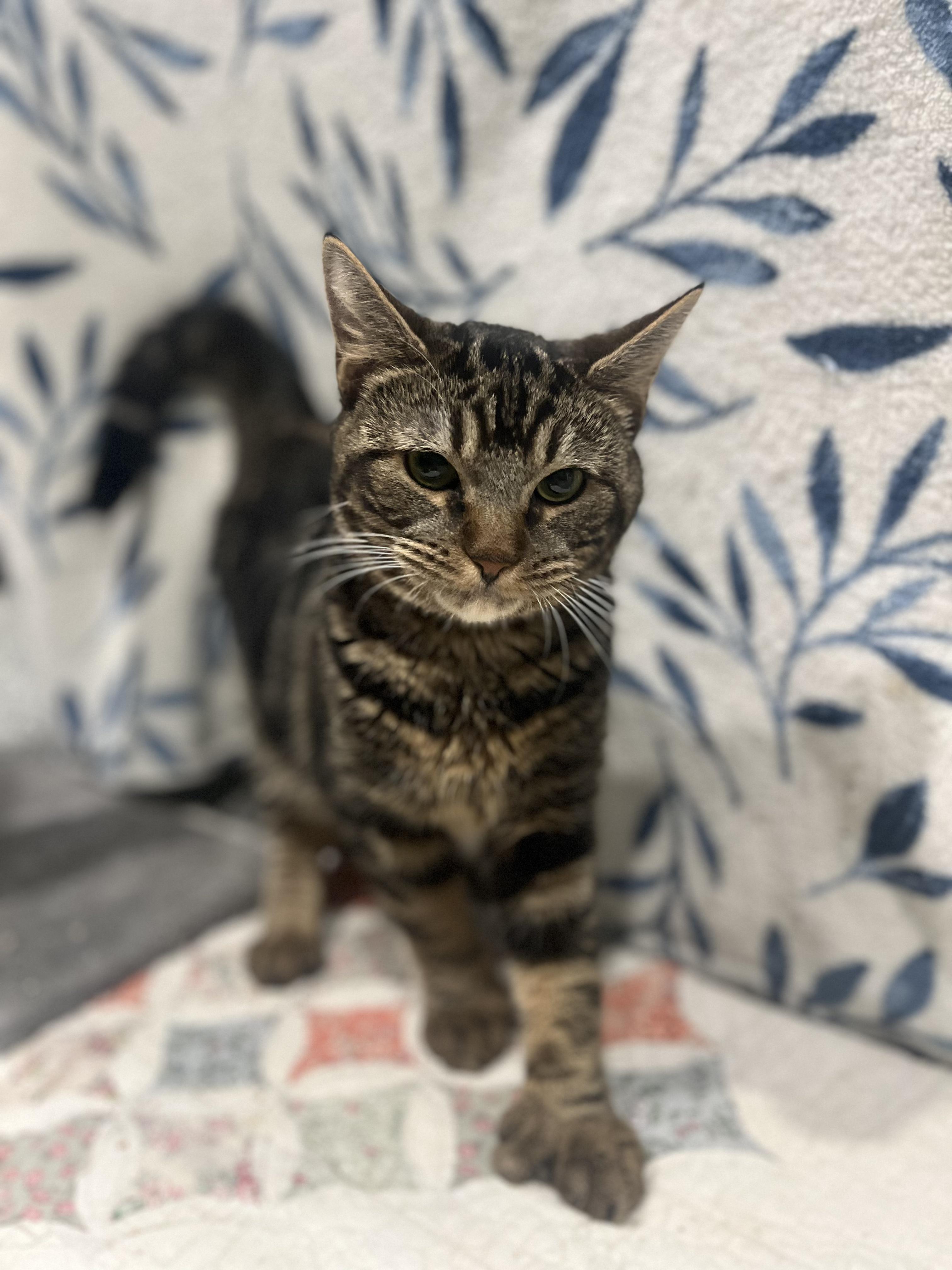 Enlarge Solomon, a Adoptable Domestic Short Hair in Blackstone, MA image 1/6