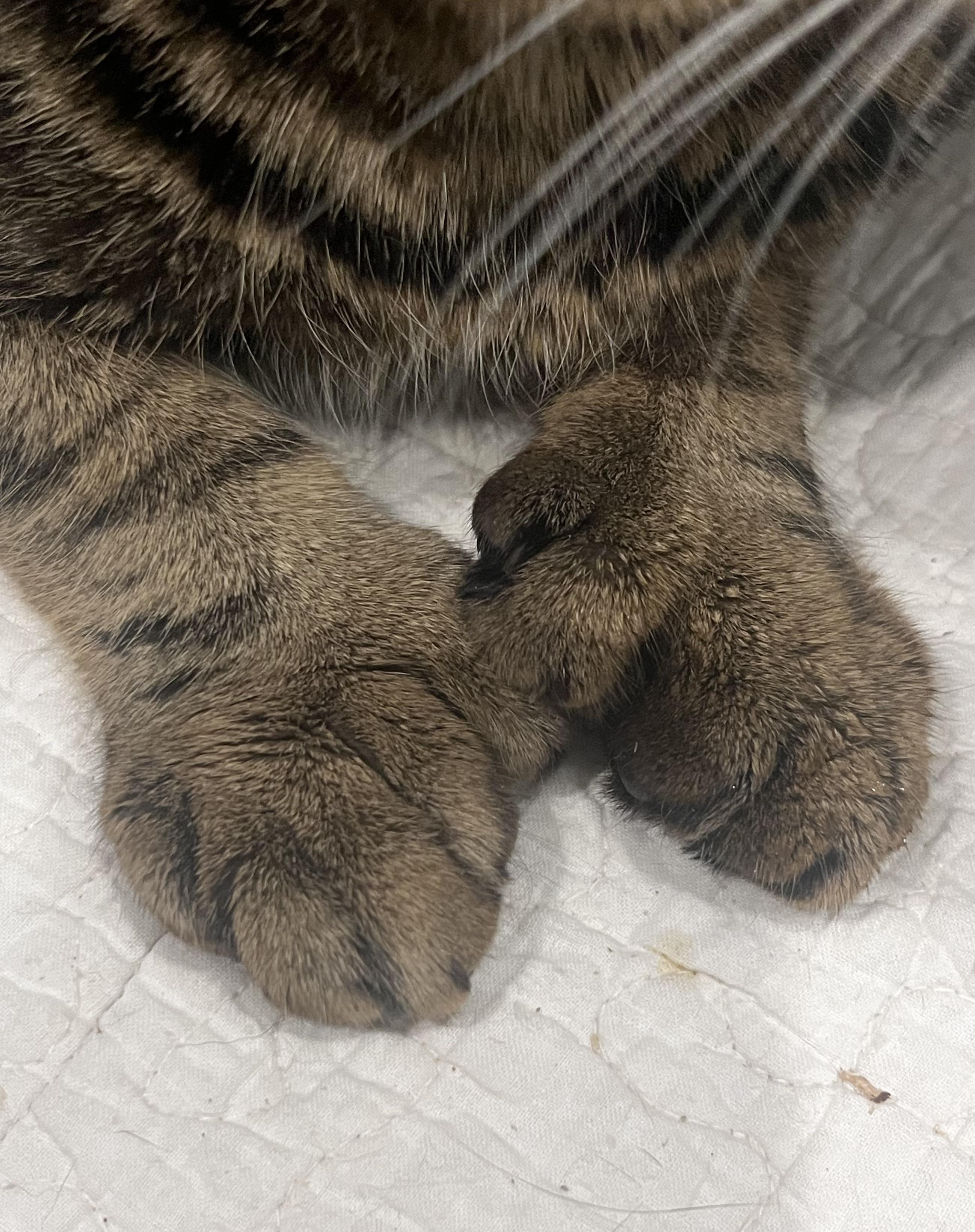 Enlarge Solomon, a Adoptable Domestic Short Hair in Blackstone, MA image 6/6