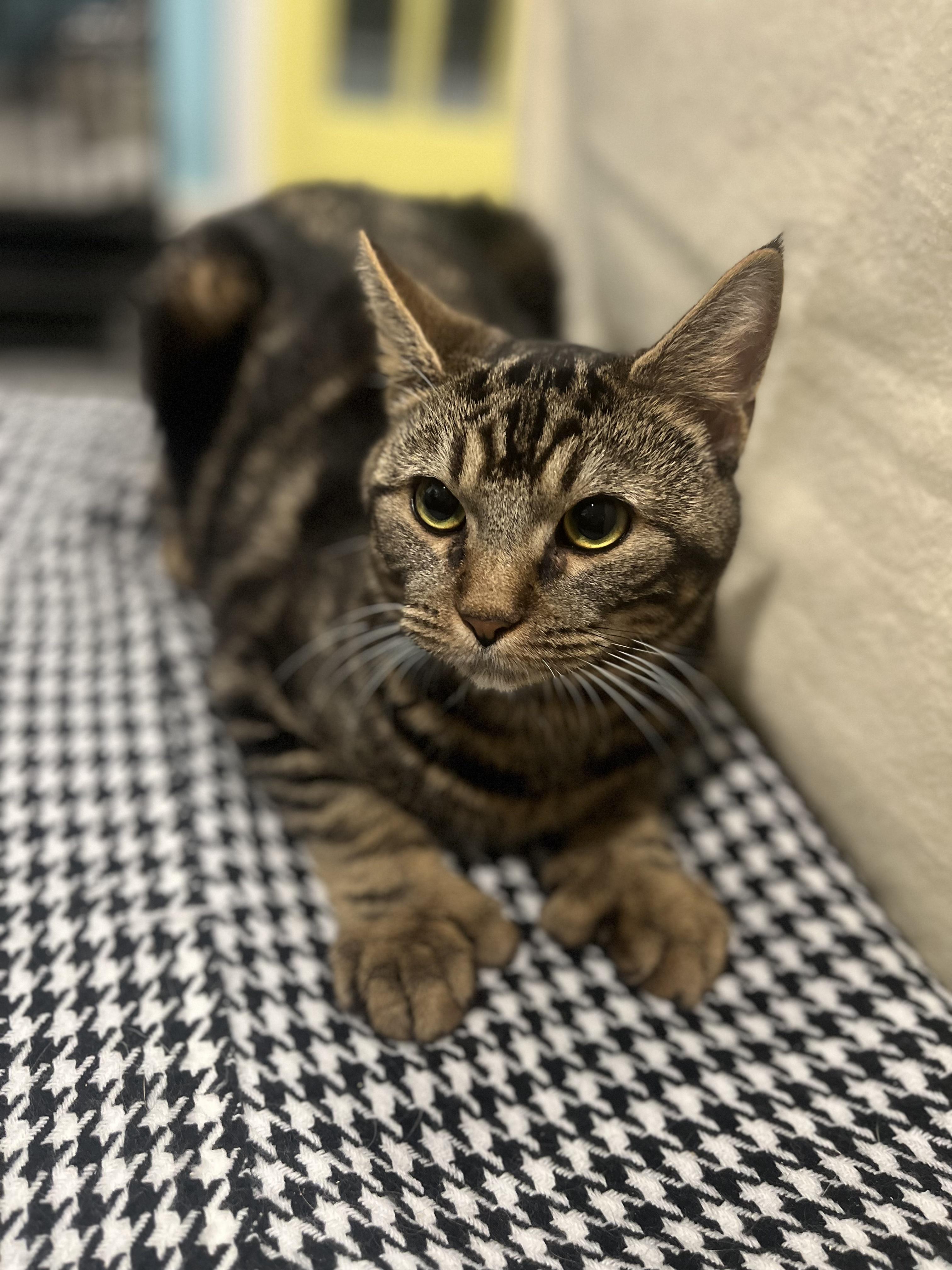 Enlarge Solomon, a Adoptable Domestic Short Hair in Blackstone, MA image 5/6