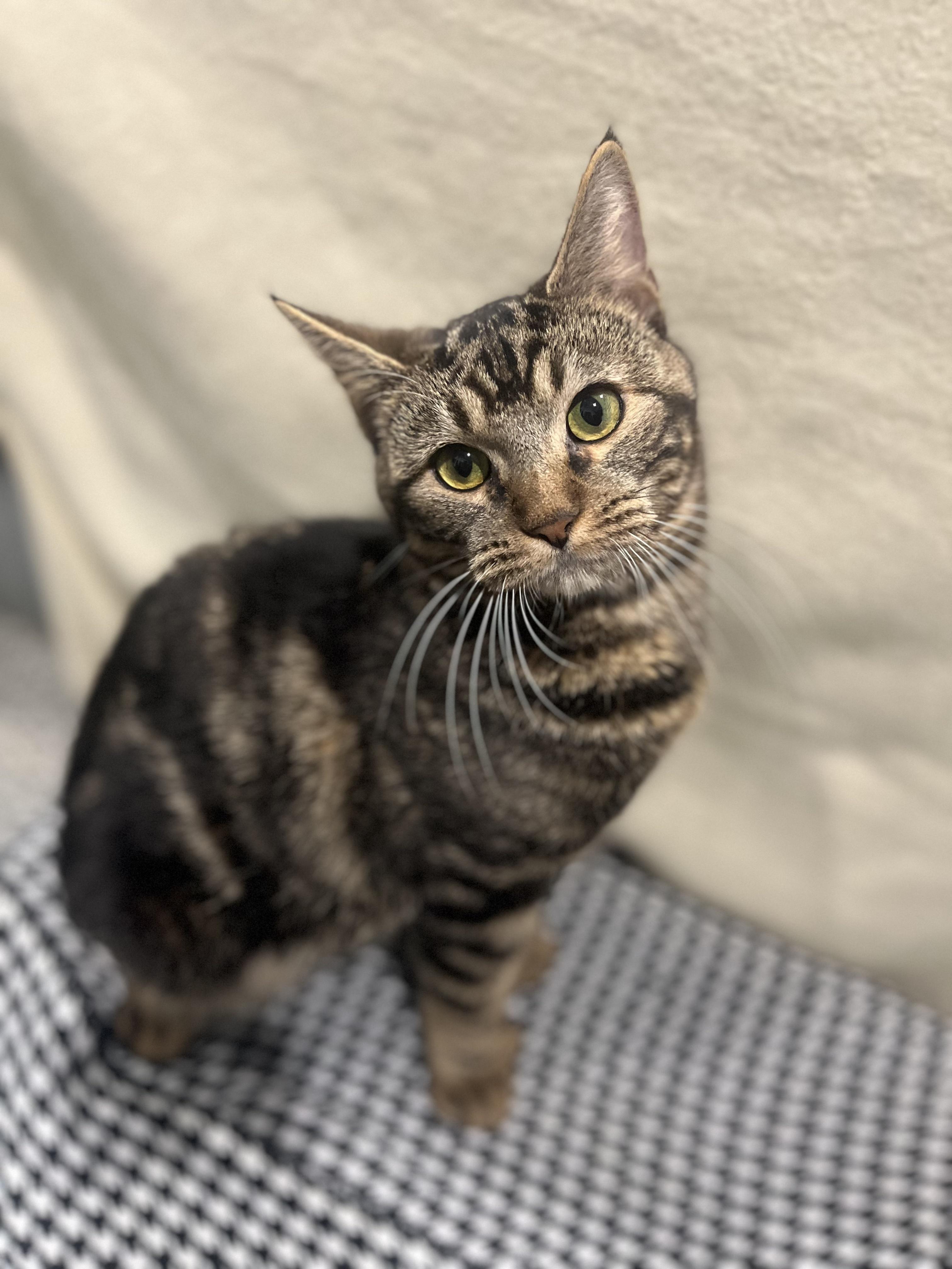 Enlarge Solomon, a Adoptable Domestic Short Hair in Blackstone, MA image 2/6