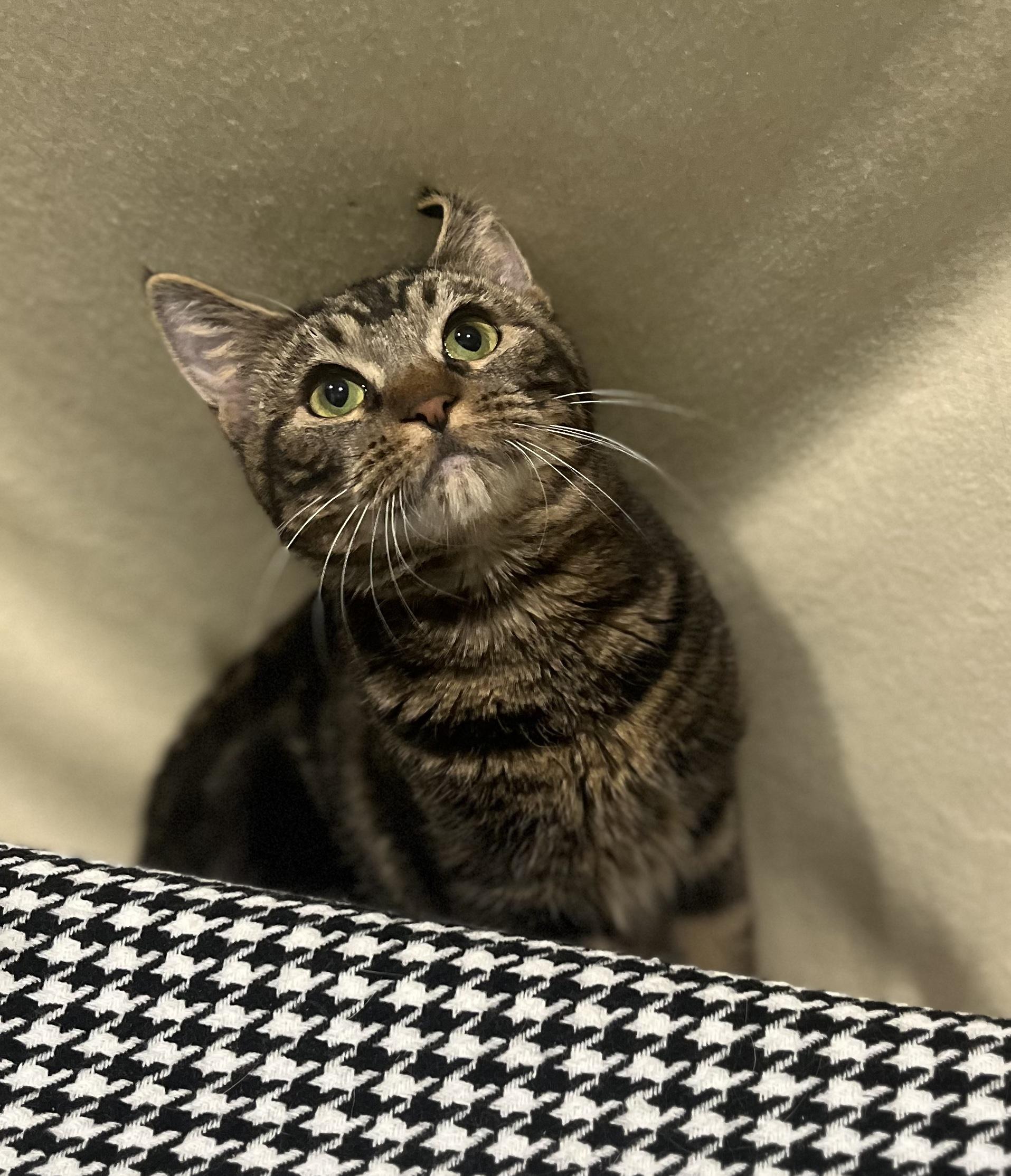 Enlarge Solomon, a Adoptable Domestic Short Hair in Blackstone, MA image 4/6