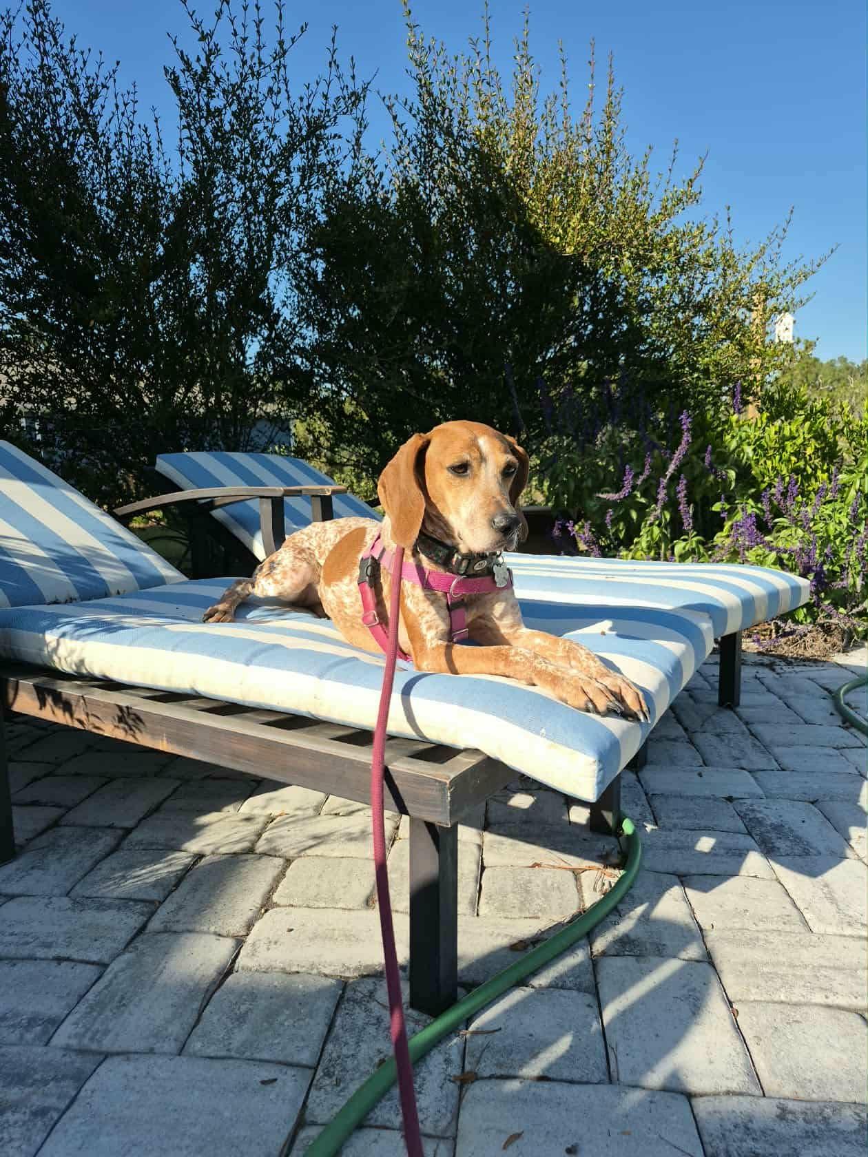 Enlarge Quinn, a Adoptable Coonhound in Rome, NY image 5/6