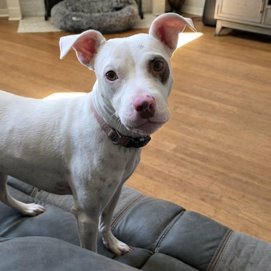 Hope, an adopted mixed breed in Wytheville , VA image 1/4