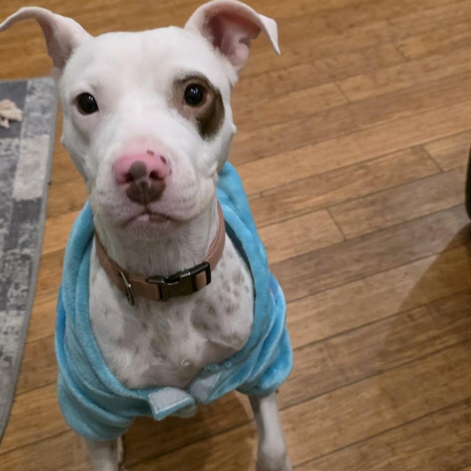 Hope, an adopted mixed breed in Wytheville , VA image 4/4