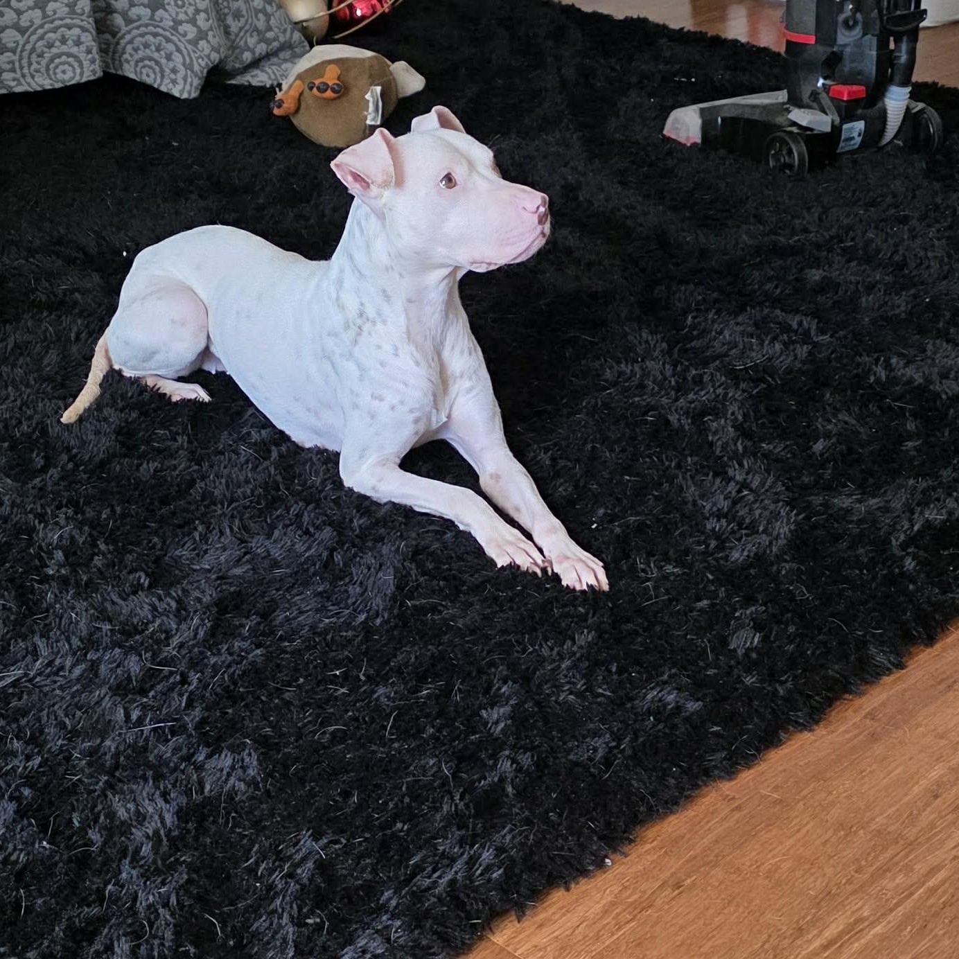 Hope, an adopted mixed breed in Wytheville , VA image 2/4