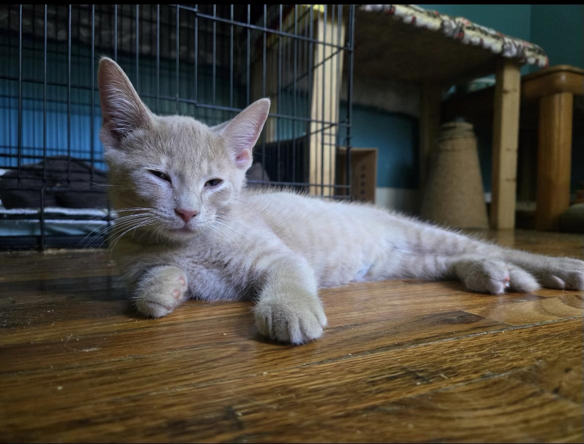 Dilbert, ADOPTABLE, Kitten Male Domestic Short Hair.