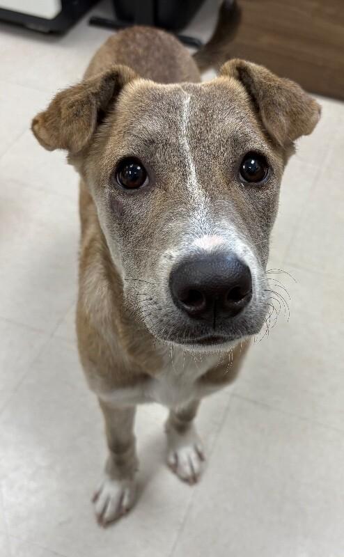 Newton, Adoptable, Young Female Shepherd & Mixed Breed.
