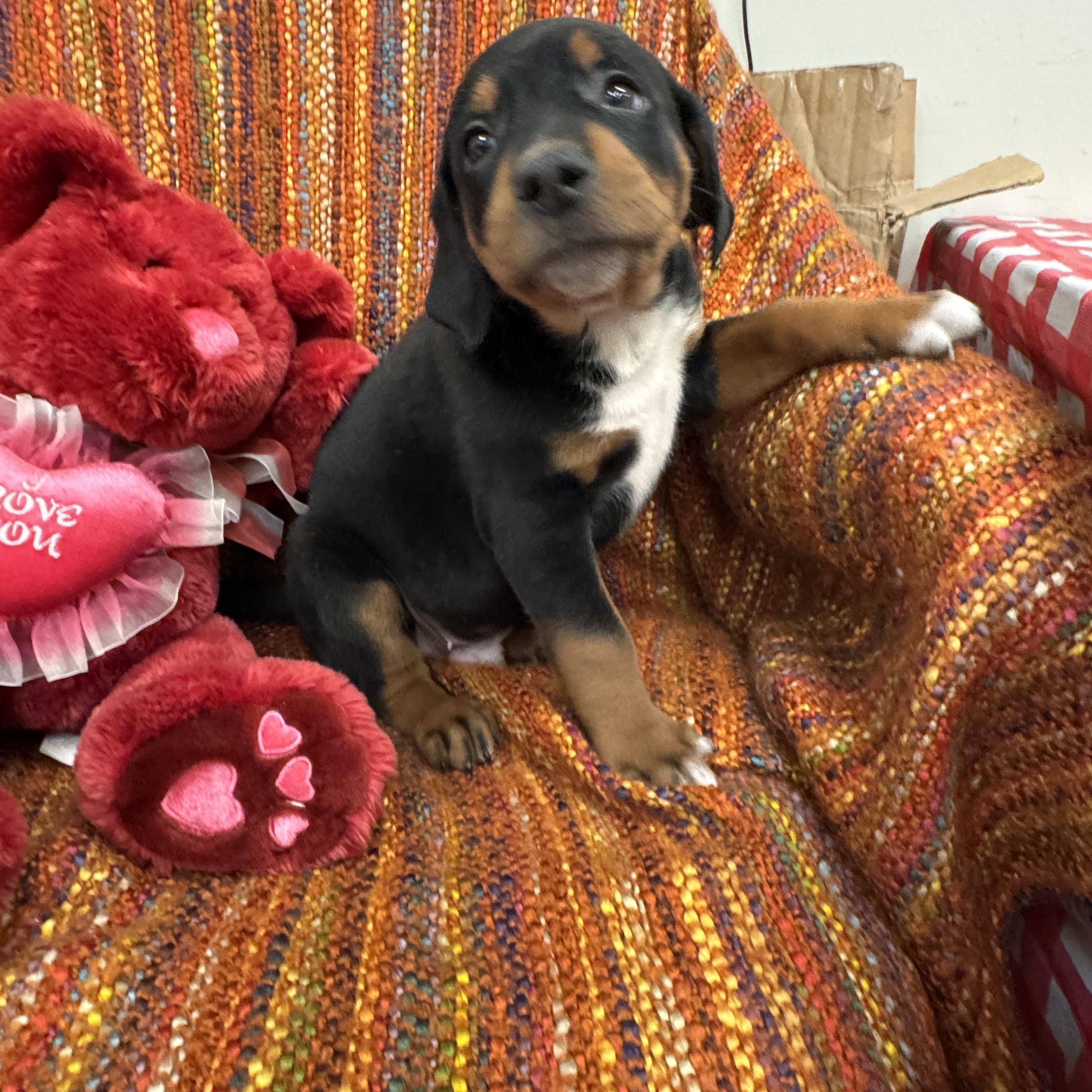 Romeo, adopted, Puppy Male Labrador Retriever.