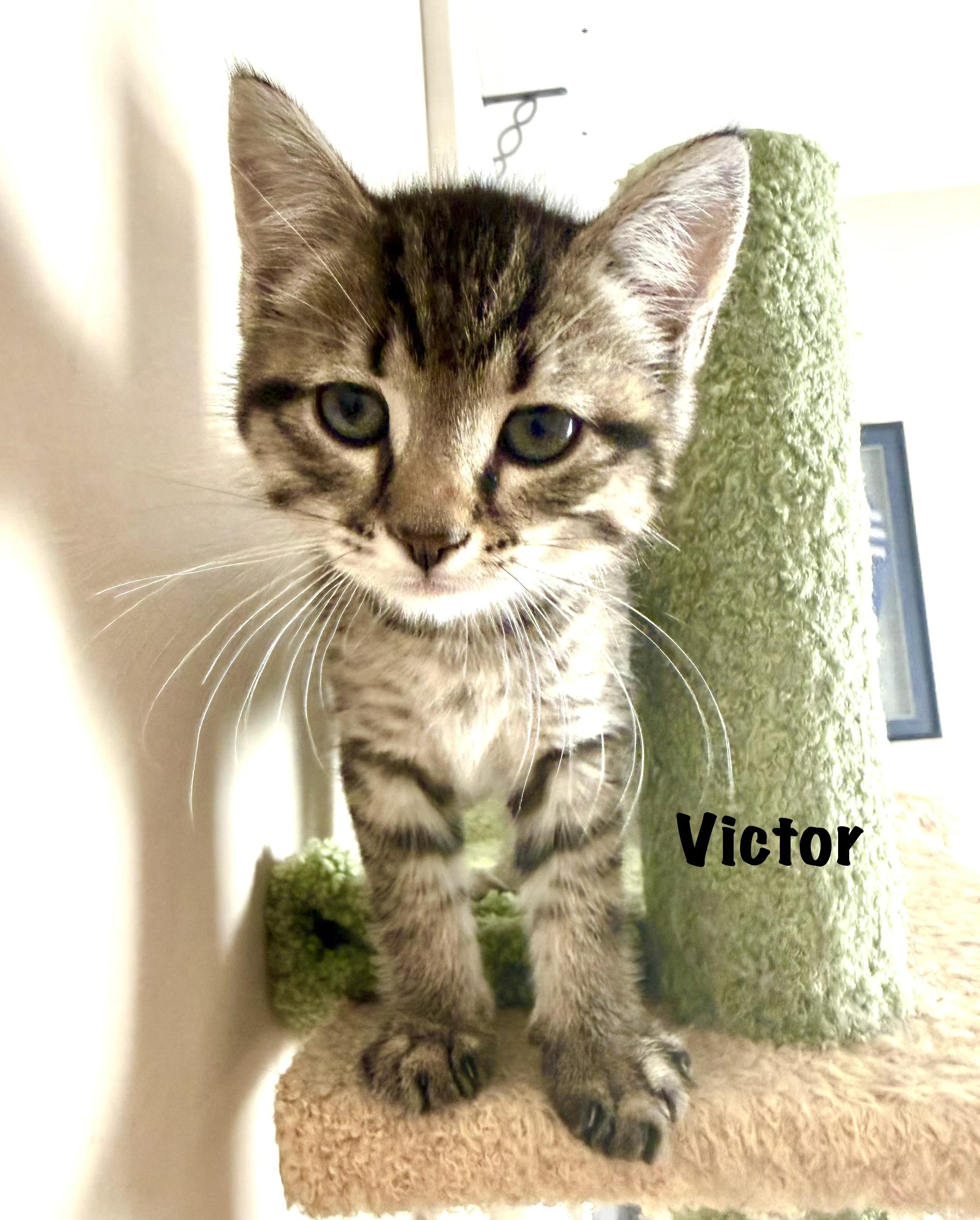 Victor, an adopted Tabby in Maryville, TN image 2/2