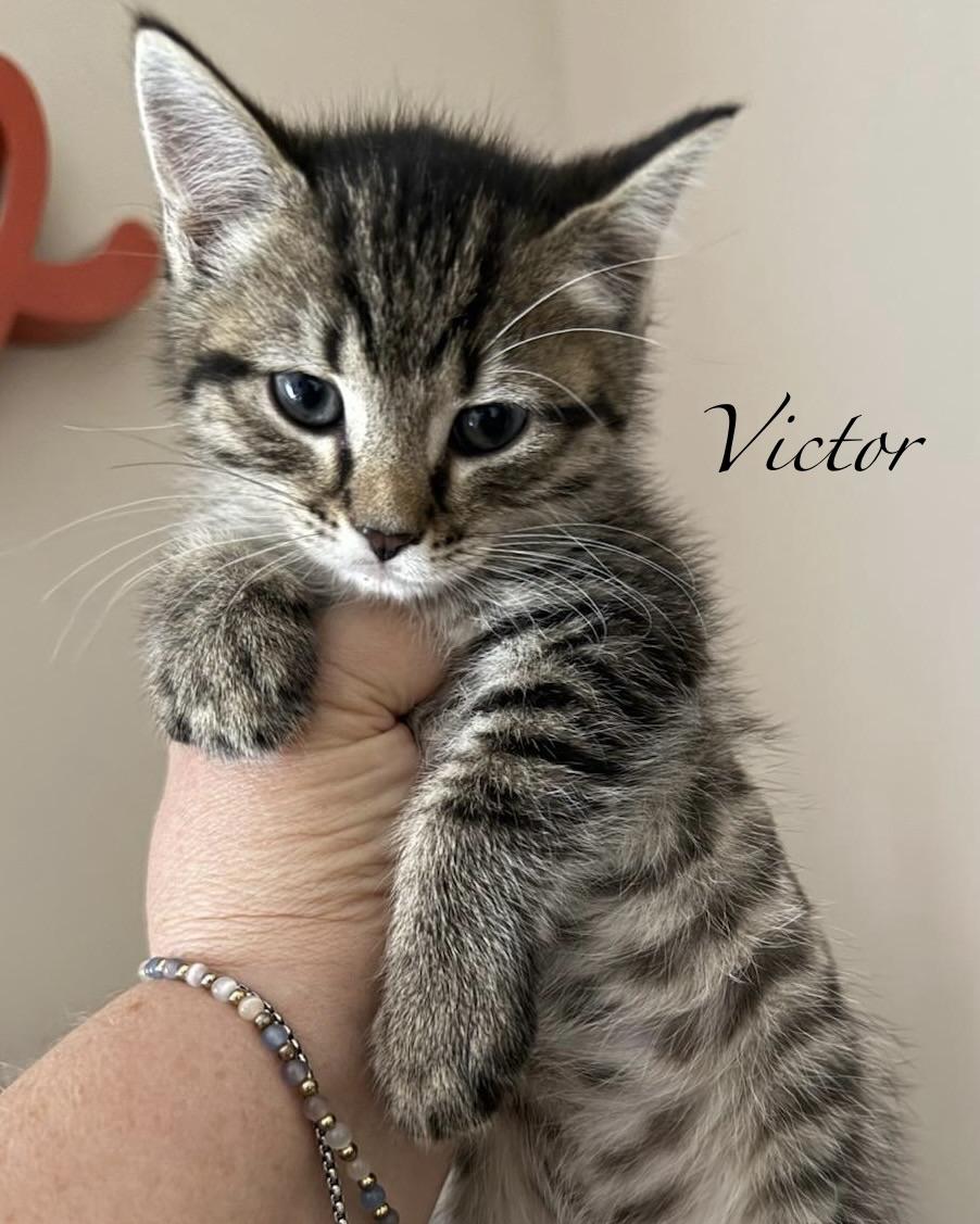 Victor, adopted, Kitten Male Tabby.