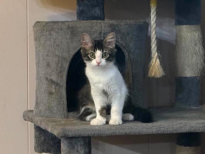 Enlarge Junebug, a ADOPTABLE mixed breed in Longview, TX image 4/6