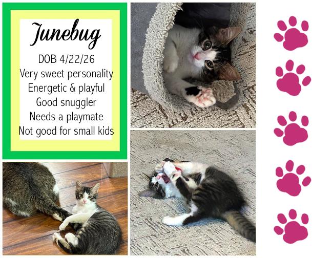 Enlarge Junebug, a ADOPTABLE mixed breed in Longview, TX image 1/6