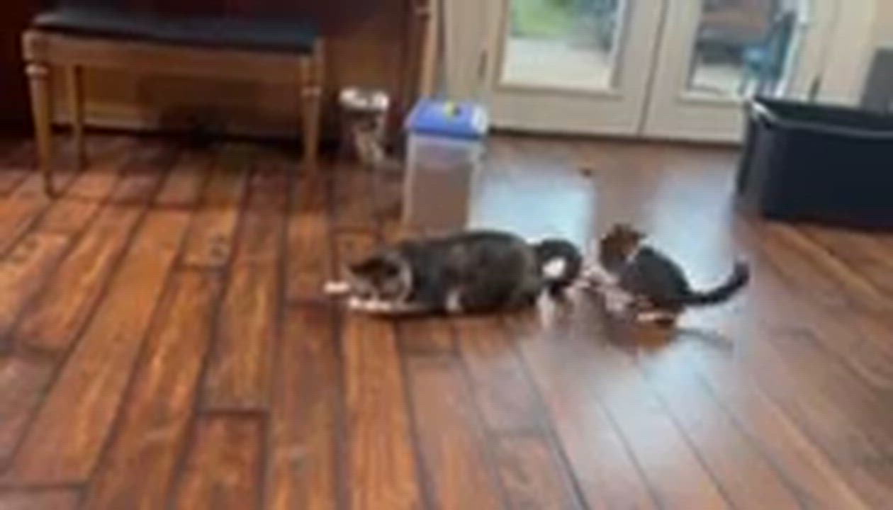 Enlarge Junebug, a ADOPTABLE mixed breed in Longview, TX video 6/6