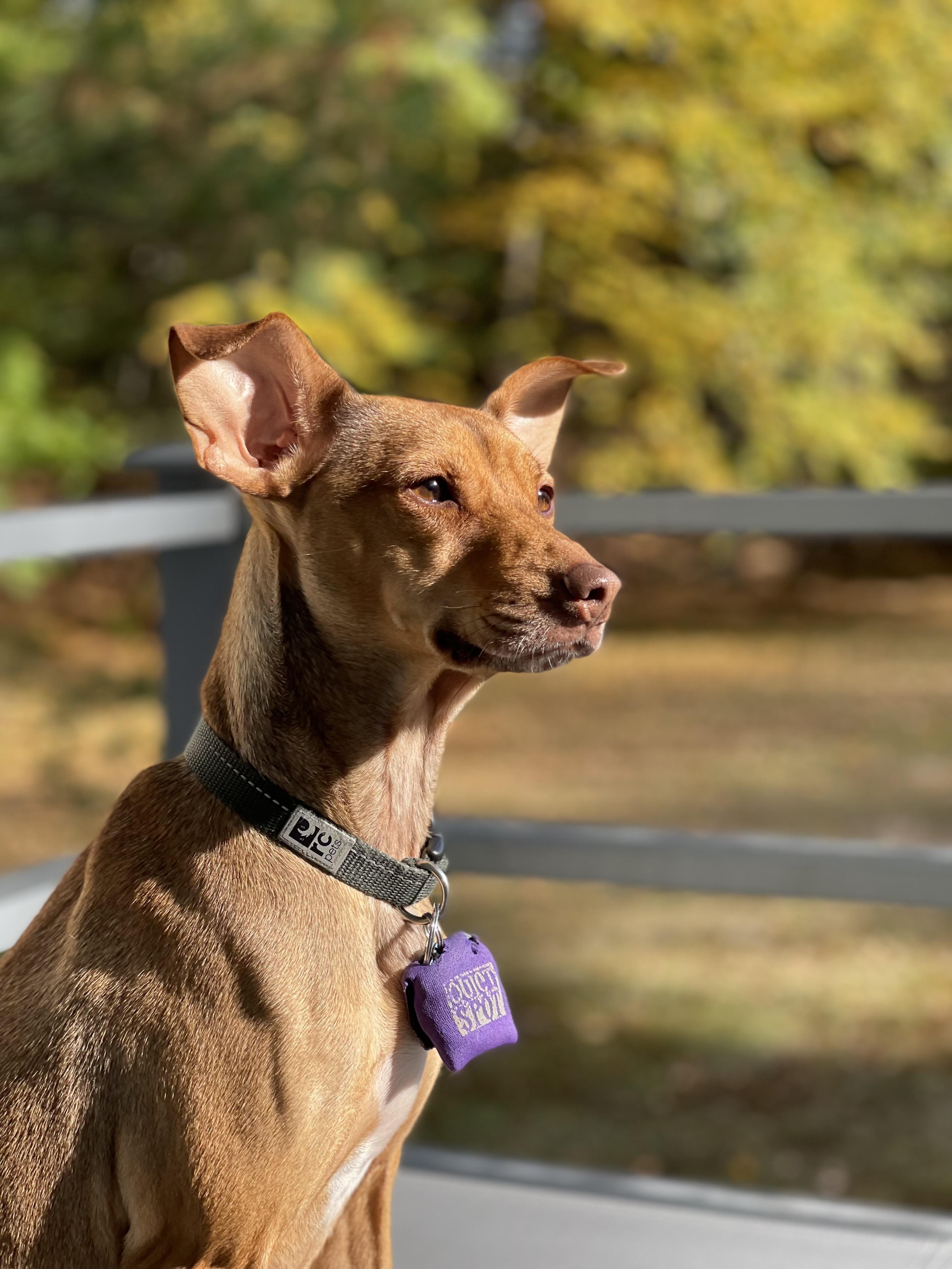 Enlarge Molly (No Adoption Fee. Shy), a ADOPTABLE mixed breed in HANSON, MA image 1/2