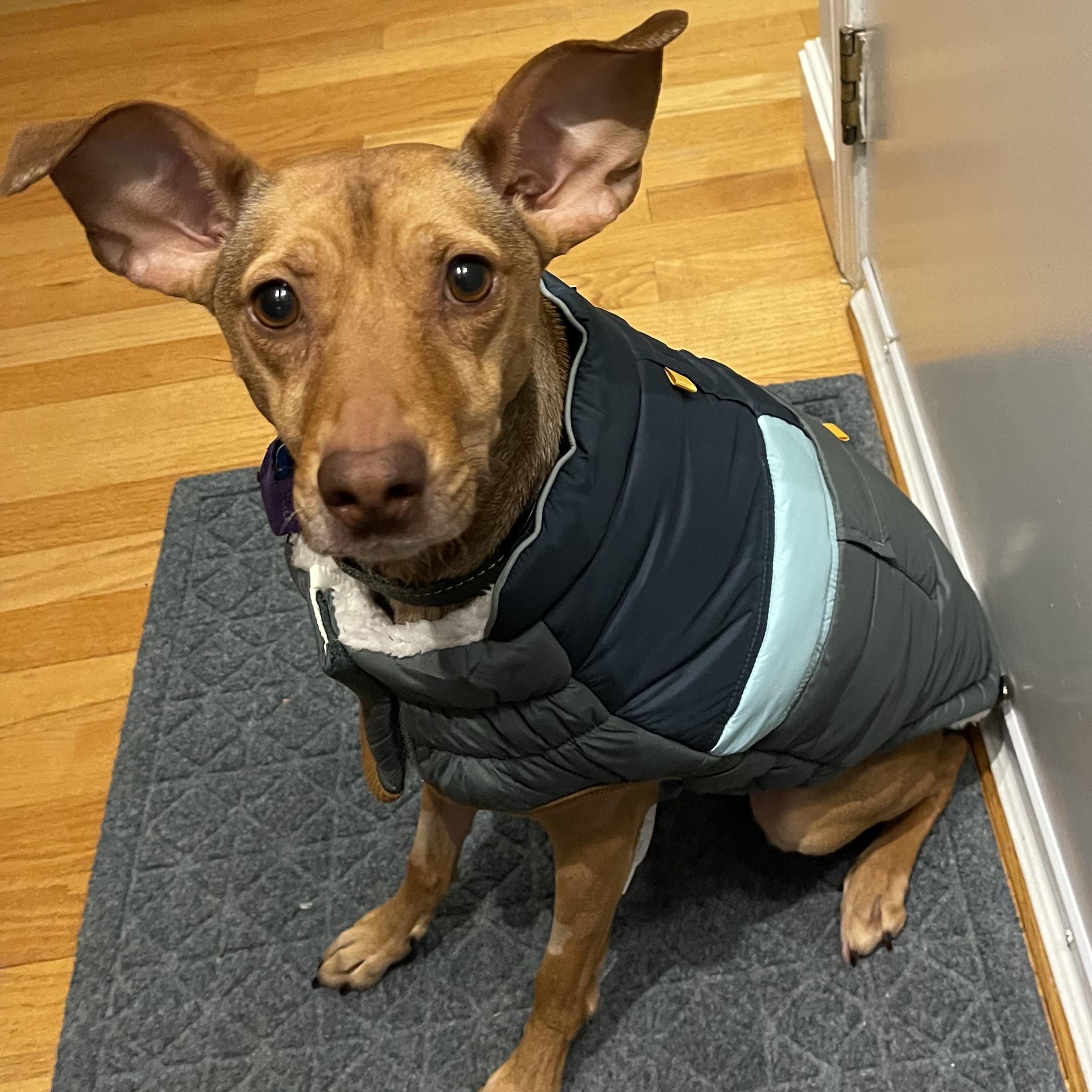 Enlarge Molly (No Adoption Fee. Shy), a ADOPTABLE mixed breed in HANSON, MA image 2/2