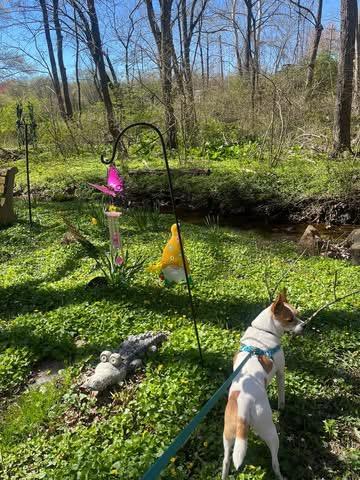 Enlarge Waldo, an adopted mixed breed in Woodbury, NJ image 1/4