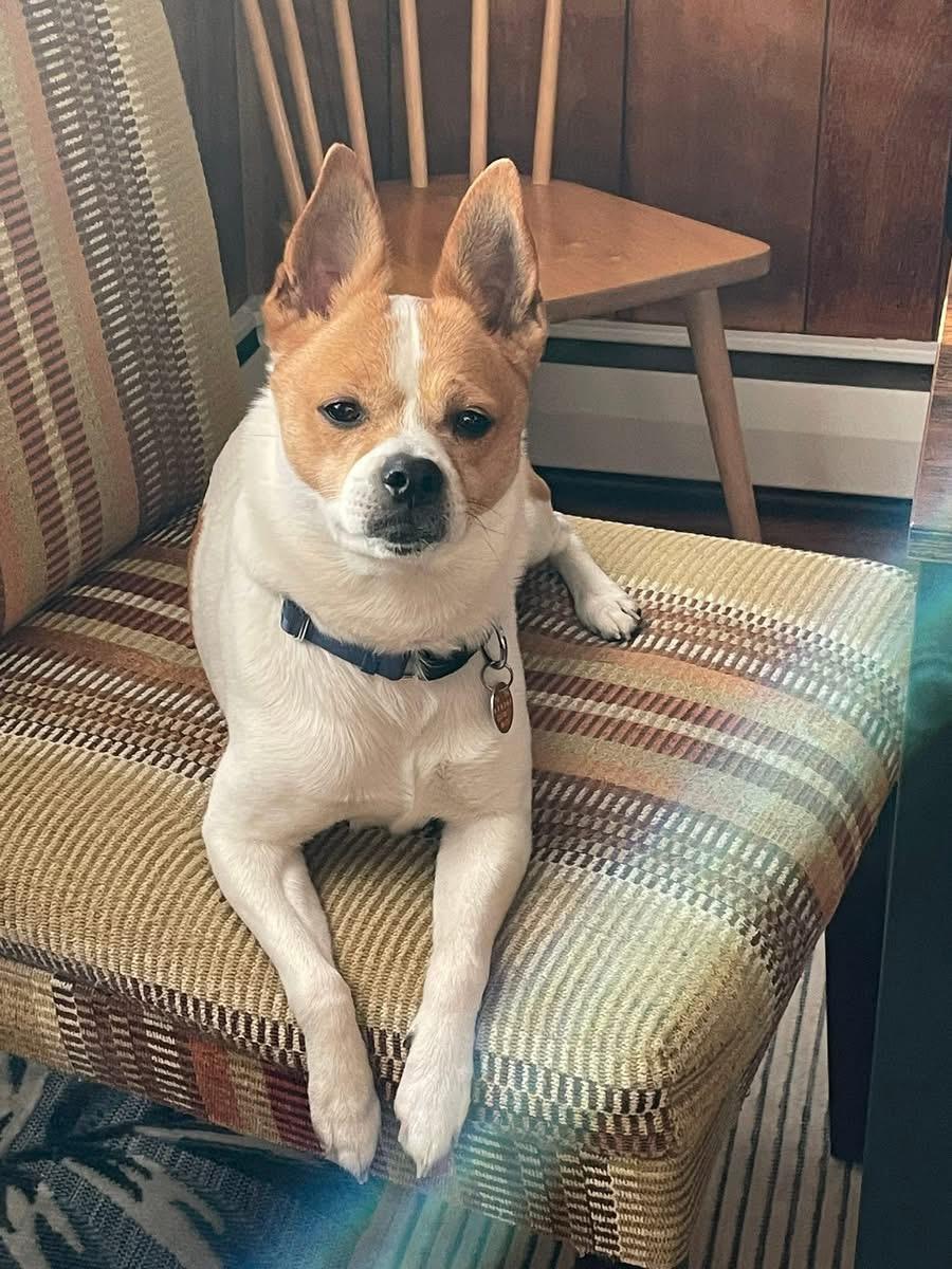 Enlarge Waldo, an adopted mixed breed in Woodbury, NJ image 4/4