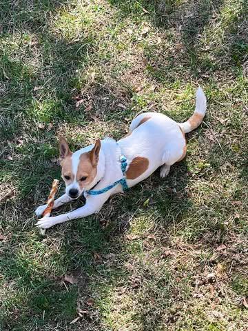 Enlarge Waldo, an adopted mixed breed in Woodbury, NJ image 2/4