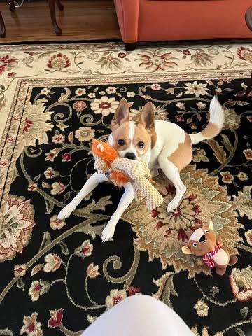 Enlarge Waldo, an adopted mixed breed in Woodbury, NJ image 3/4