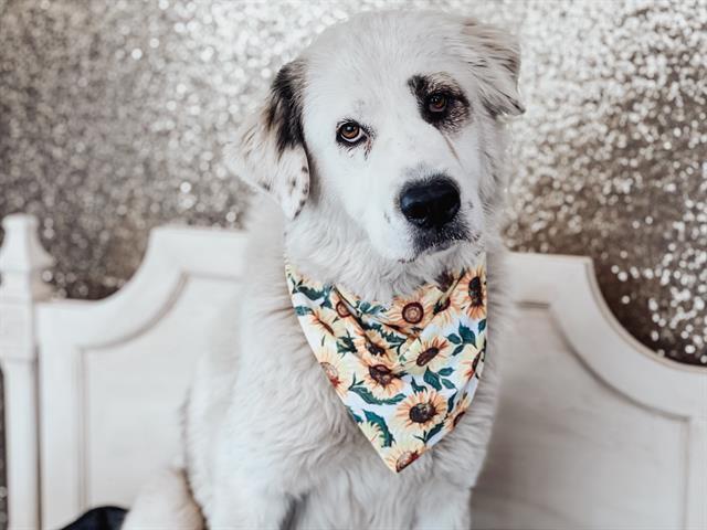 SOPHIE, Adoptable, Young Female Great Pyrenees.