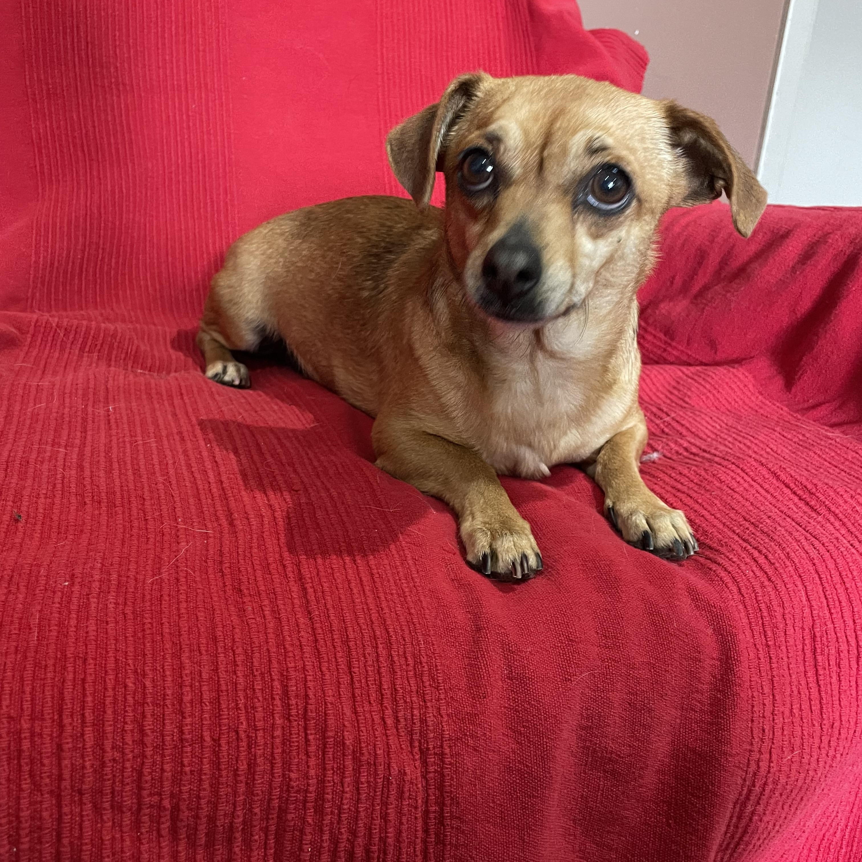 Snikers, Adoptable, Adult Female Chiweenie.