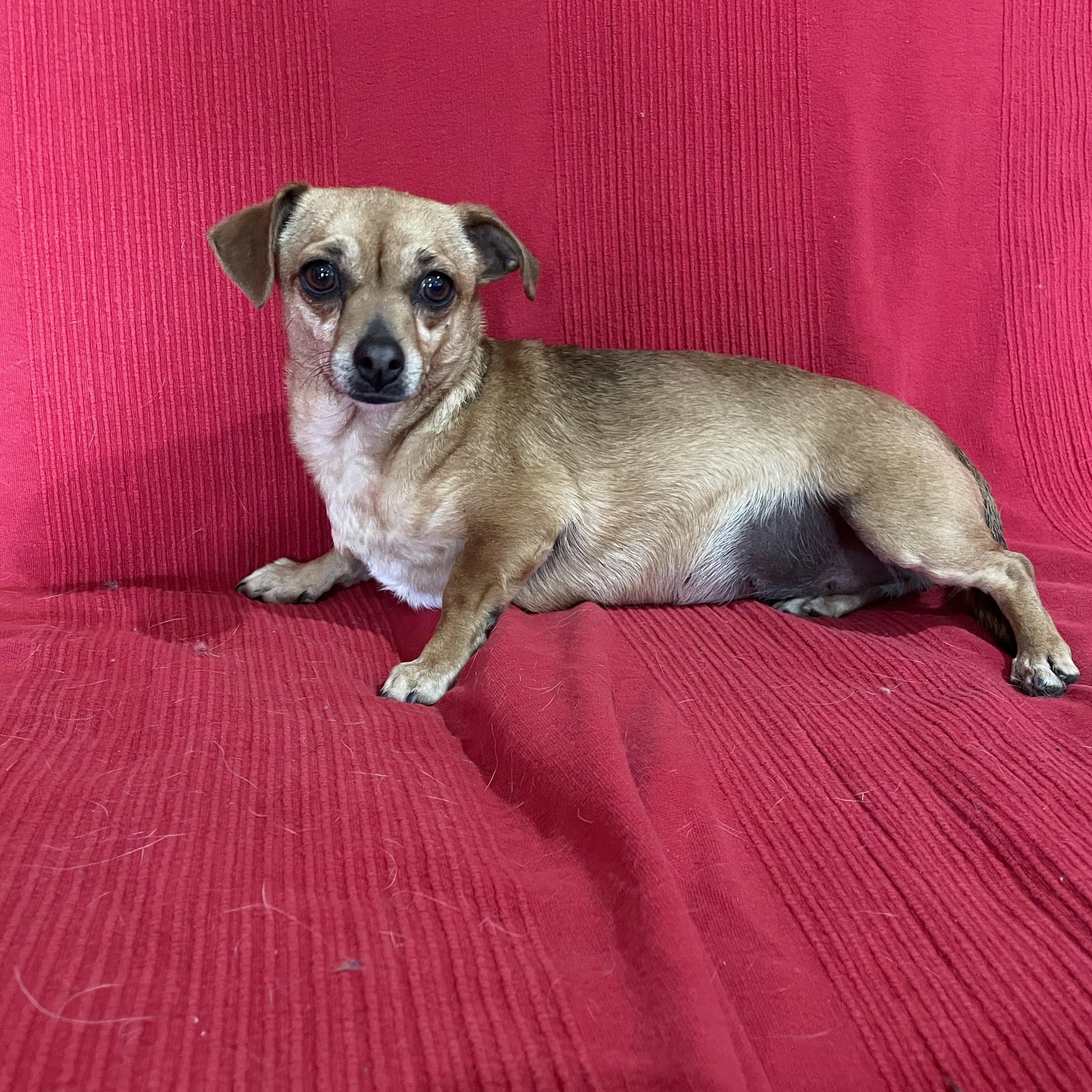 Enlarge Snikers, a Adoptable Chiweenie in Phoenix, AZ image 2/3