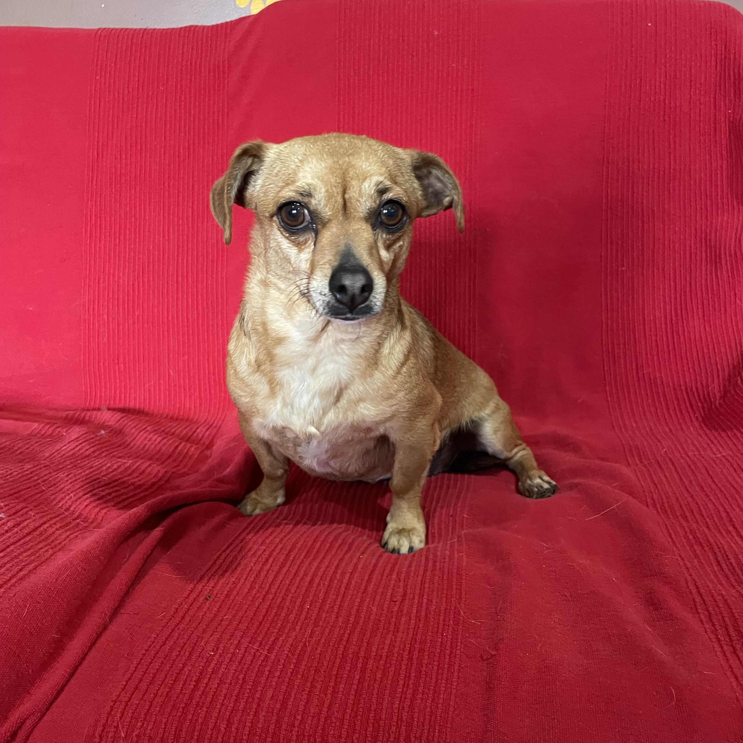 Enlarge Snikers, a Adoptable Chiweenie in Phoenix, AZ image 3/3