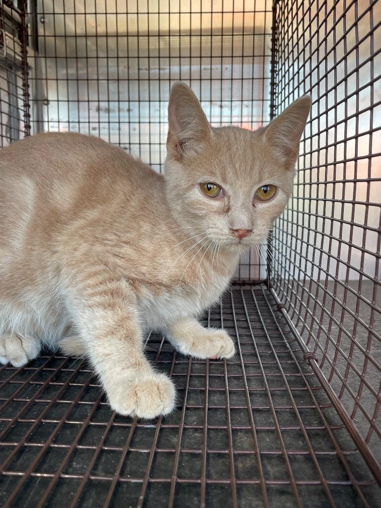 SPLINTER, Adoptable, Young Male Domestic Short Hair.