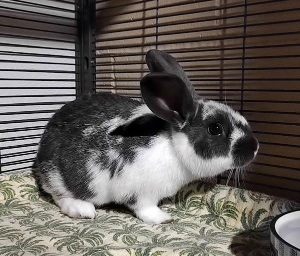 Little Lionheart, Adoptable, Baby Male New Zealand & Mixed Breed.