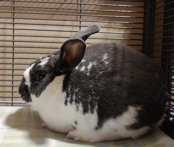 Enlarge Little Lionheart, a Adoptable mixed breed in Vancouver, WA image 2/2