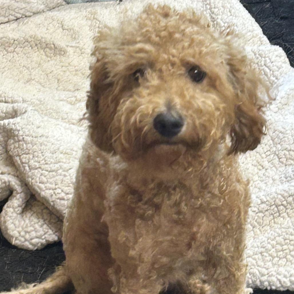 Jenni, Adoptable, Adult Female Poodle.