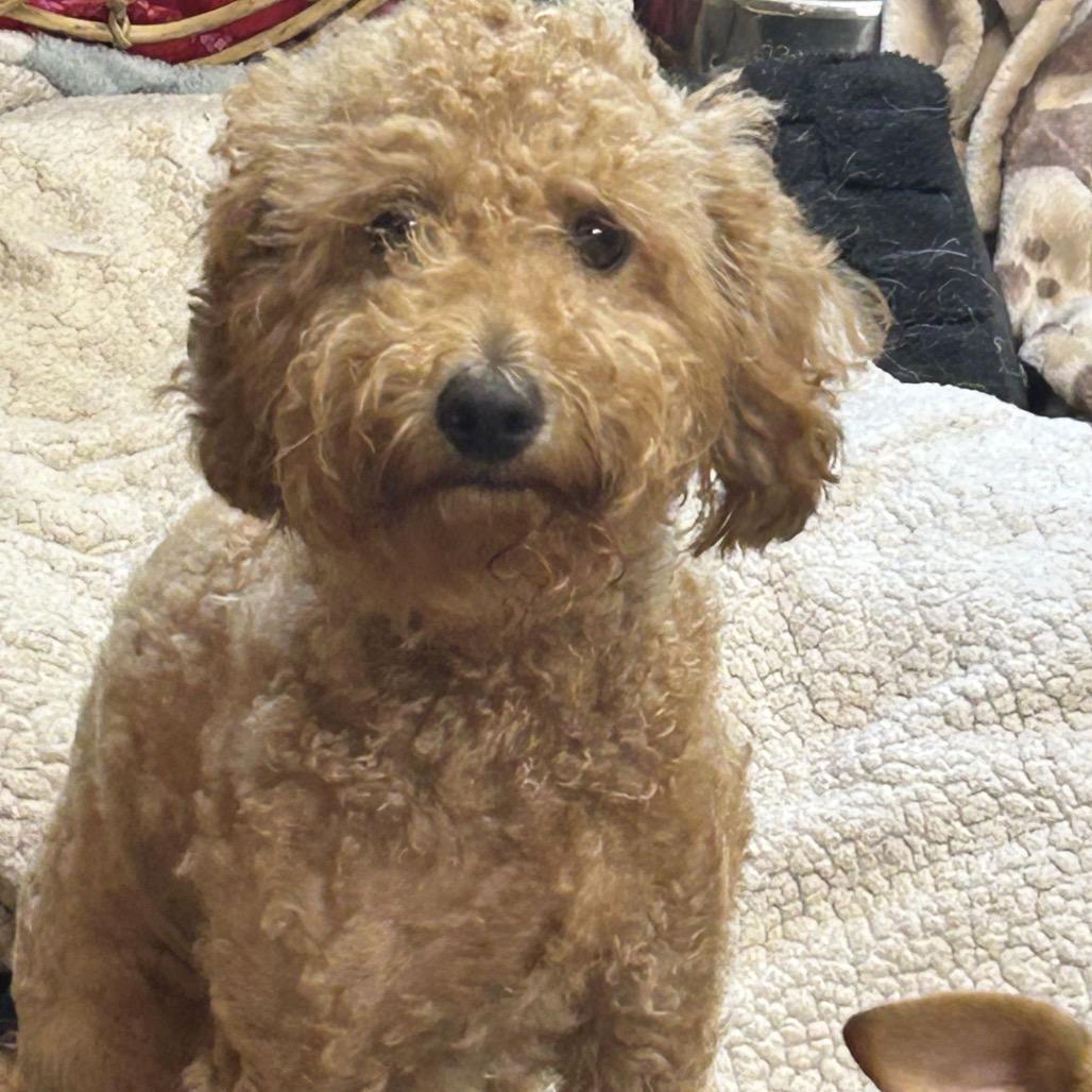 Enlarge Jenni, a Adoptable Poodle in Rockville, MD image 2/2
