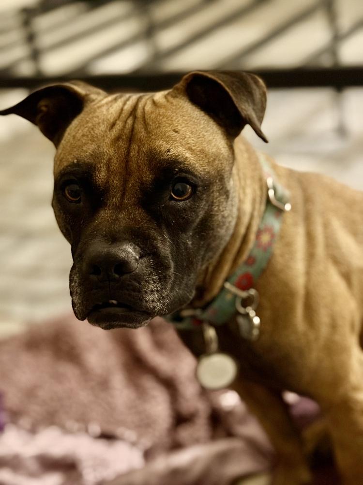 Shakira, Adoptable, Adult Female Black Mouth Cur & Mastiff.