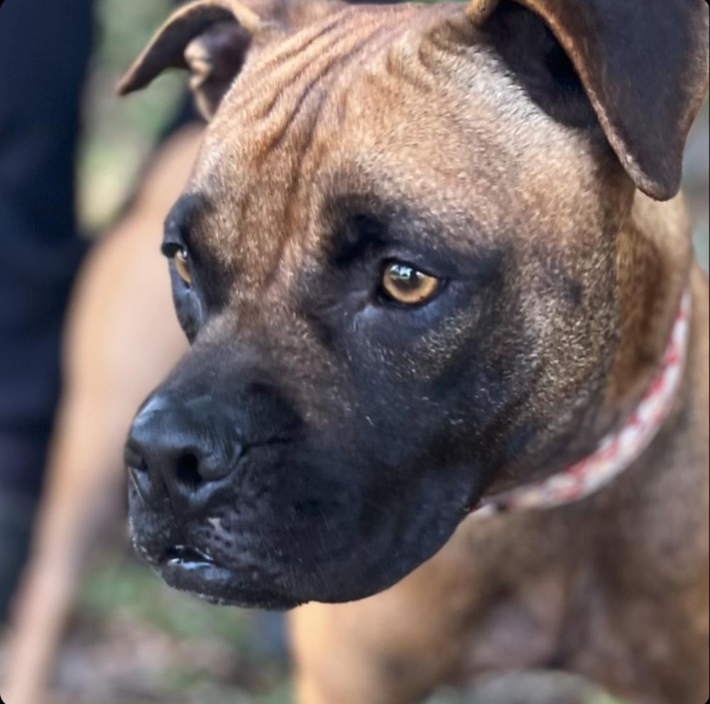 Shakira, Adoptable, Adult Female Black Mouth Cur & Mastiff.