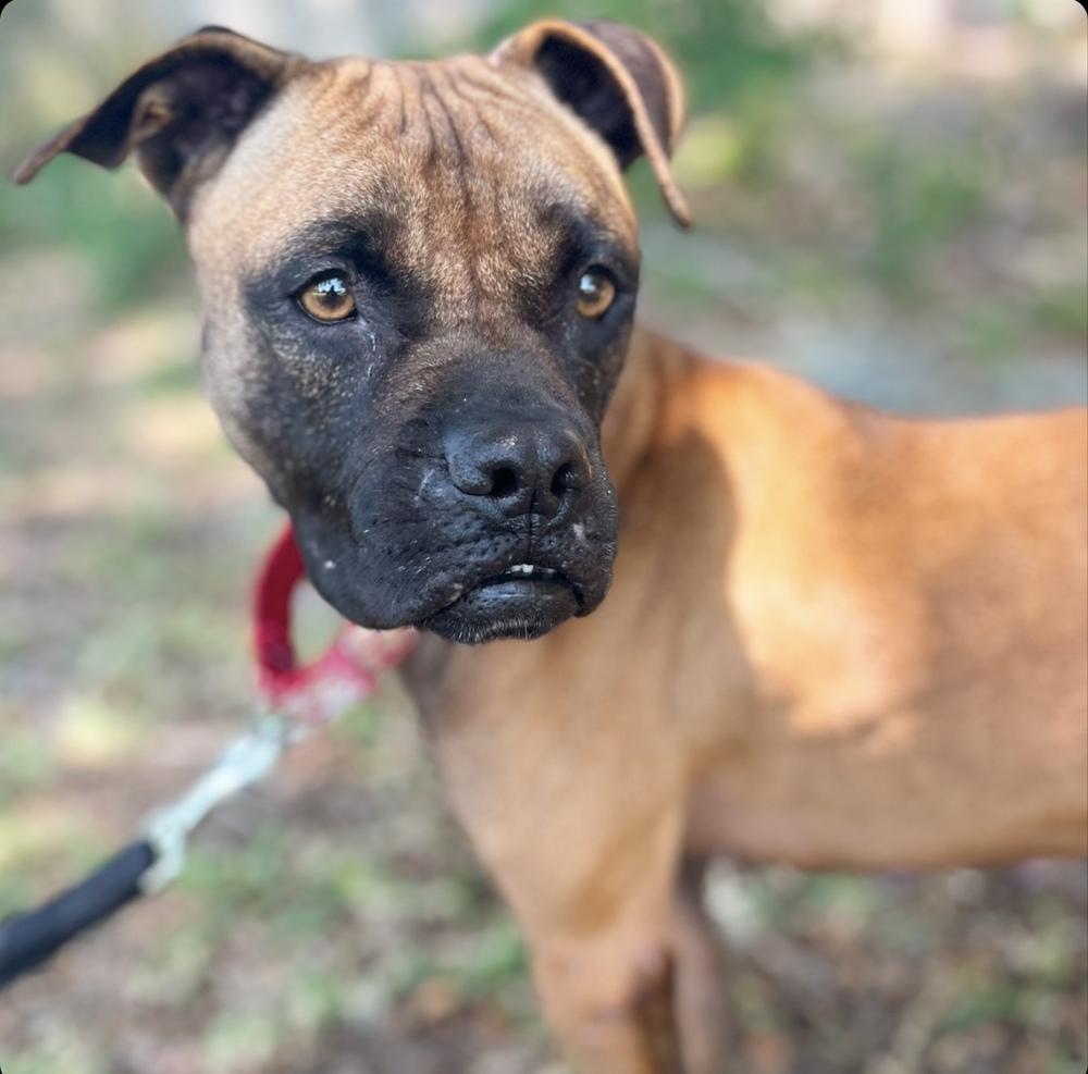 Shakira, a Adoptable mixed breed in Lakeland, FL image 2/6