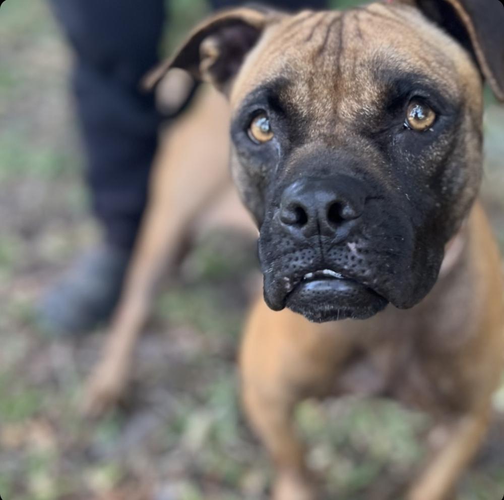 Shakira, a Adoptable mixed breed in Lakeland, FL image 3/6
