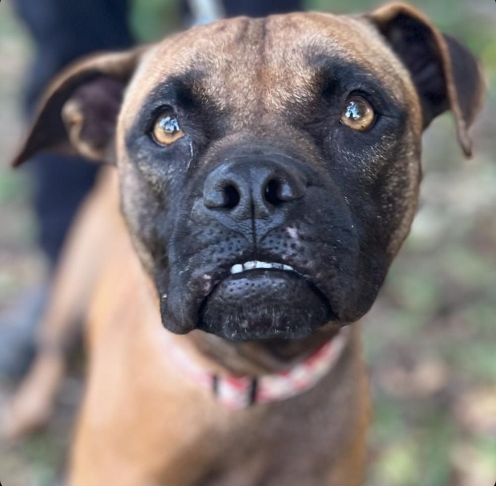 Shakira, a Adoptable mixed breed in Lakeland, FL image 4/6