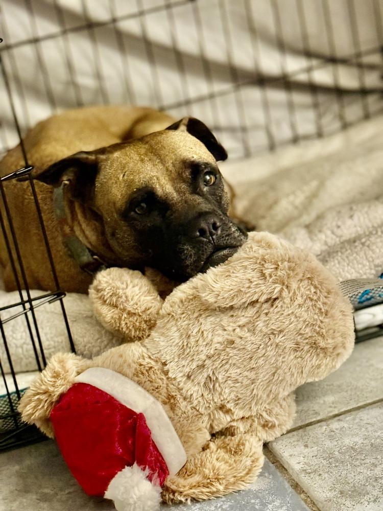 Shakira, Adoptable, Adult Female Black Mouth Cur & Mastiff.