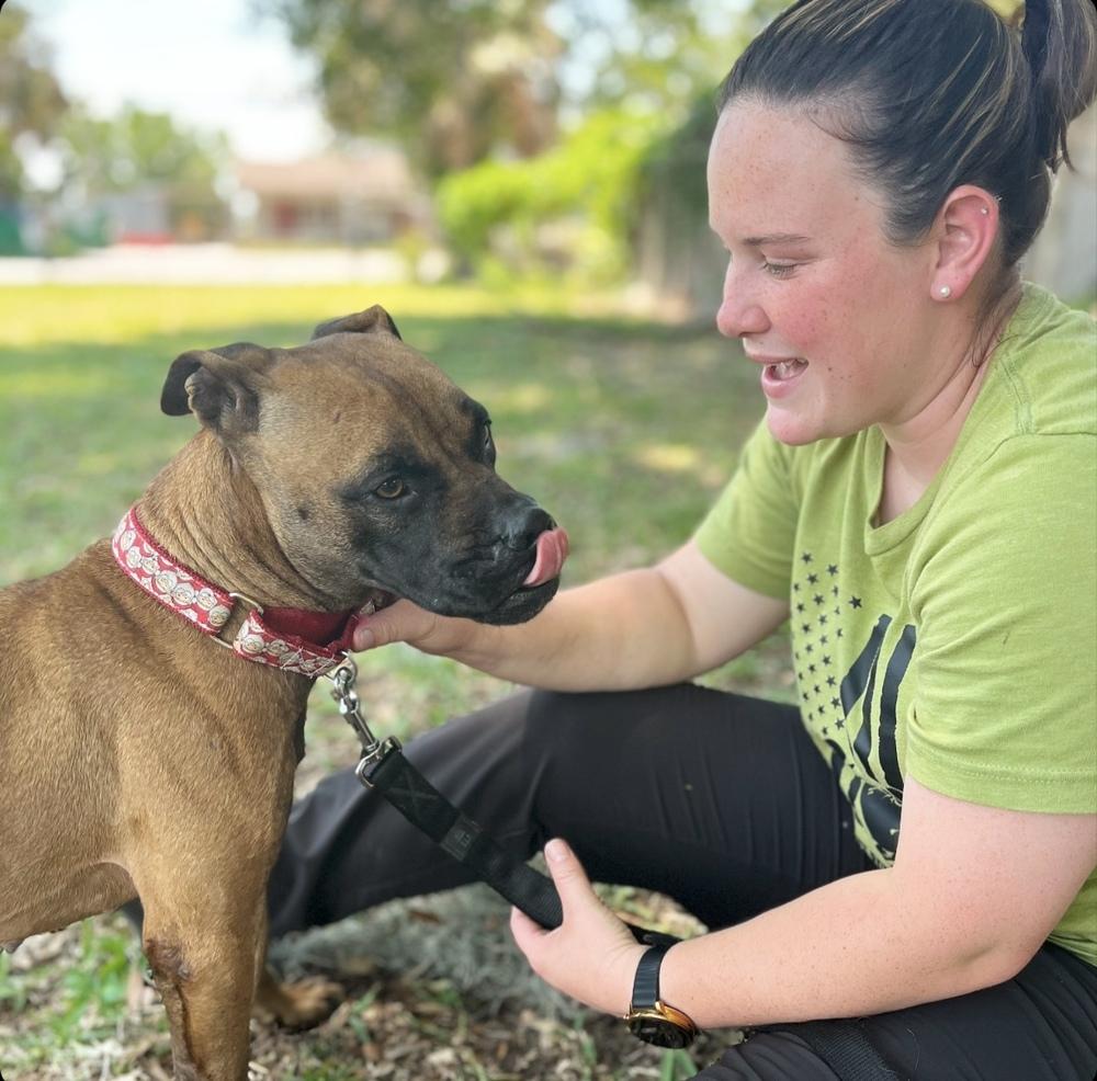 Shakira, a Adoptable mixed breed in Lakeland, FL image 5/6
