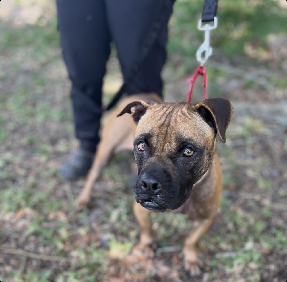 Shakira, a Adoptable mixed breed in Lakeland, FL image 6/6