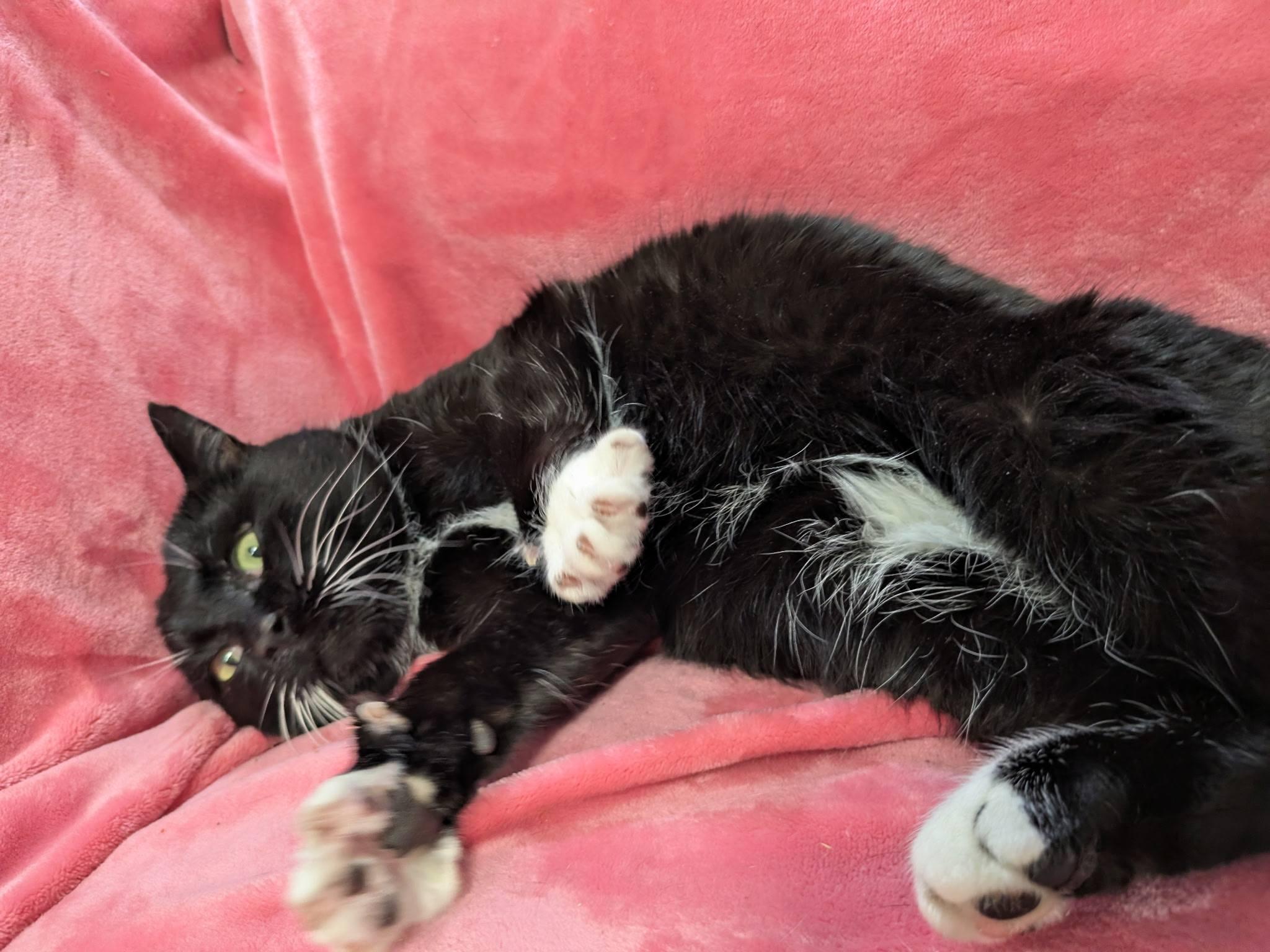 Jack Black, an adopted Domestic Short Hair in Rocky Ridge, MD image 3/4