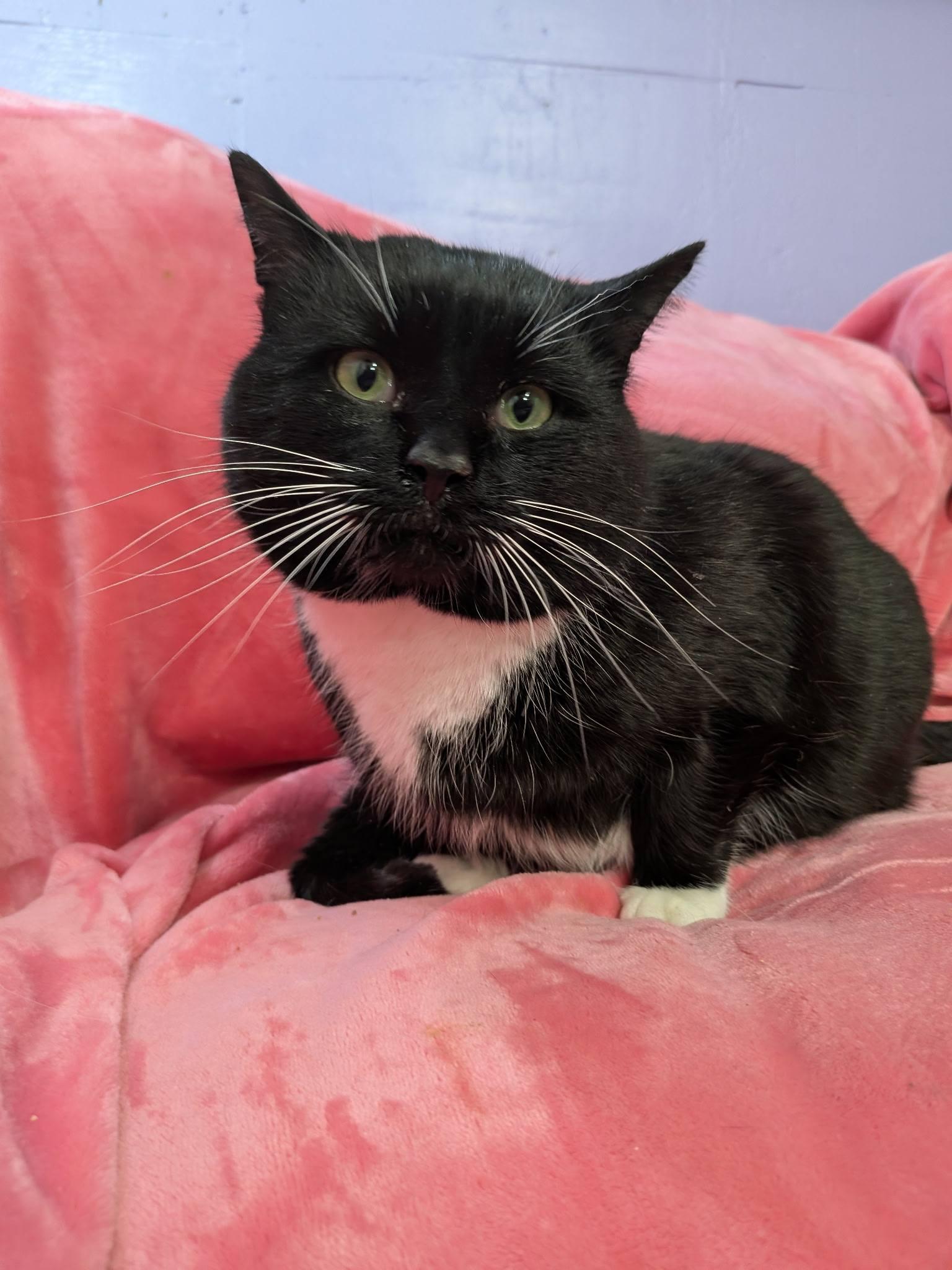 Jack Black, an adopted Domestic Short Hair in Rocky Ridge, MD image 1/4